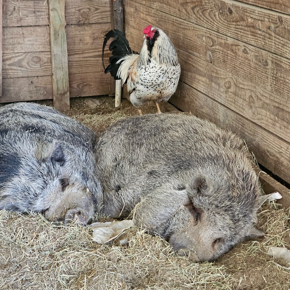 Rescue animals